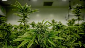 Mike Tyson, Ric Flair accuse ex-CBD products partners of $50M+ fraud