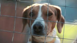 Jan. 1 law lets Illinois veterinarians skip rabies shots for at-risk pets