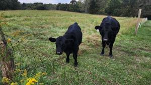 Lawmaker criticizes efforts to replace natural foods with alternative proteins