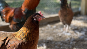 Fetterman wants SNAP to cover hot rotisserie chicken