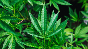 Illinois Quick Hits: State issues more medical cannabis licenses