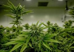 Mike Tyson, Ric Flair accuse ex-CBD products partners of $50M+ fraud