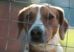 Illinois bill bars dangerous dog adoptions, forces behavior disclosures