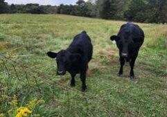 Lawmaker criticizes efforts to replace natural foods with alternative proteins