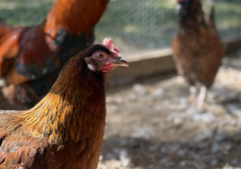 Fetterman wants SNAP to cover hot rotisserie chicken